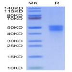 Cynomolgus M-CSF/CSF-1 Protein (CSF-CM101)