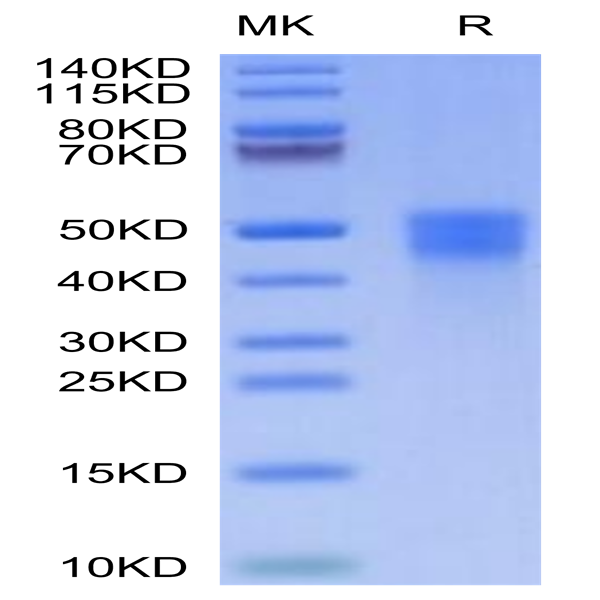 Cynomolgus M-CSF/CSF-1 Protein (CSF-CM101)
