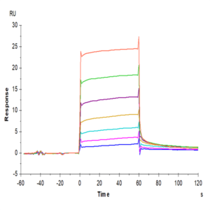 Cynomolgus M-CSF R/CSF1R/CD115 Protein (CSF-CM11R)