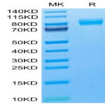 Cynomolgus M-CSF R/CSF1R/CD115 Protein (CSF-CM11R)