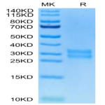 Biotinylated Human M-CSF/CSF-1 Protein (CSF-HM401B)