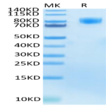 Human M-CSF R/CSF1R/CD115 Protein (CSF-HM41R)