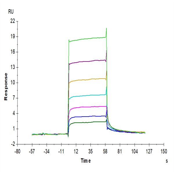 Biotinylated Human M-CSF R/CSF1R/CD115 Protein (CSF-HM41RB) Biotinylated Human M-CSF R/CSF1R/CD115 Protein (CSF-HM41RB)