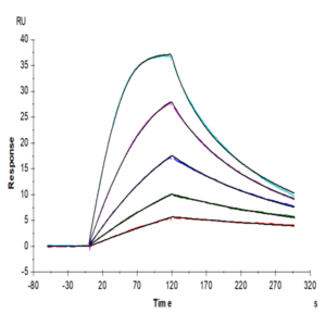 Biotinylated Human GM-CSF R alpha Protein (CSF-HM42RB)