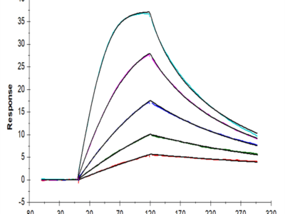 Biotinylated Human GM-CSF R alpha Protein (CSF-HM42RB)