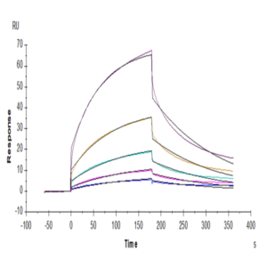 Mouse M-CSF R/CSF1R/CD115 Protein (CSF-MM11R)