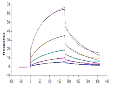 Mouse M-CSF R/CSF1R/CD115 Protein (CSF-MM11R)