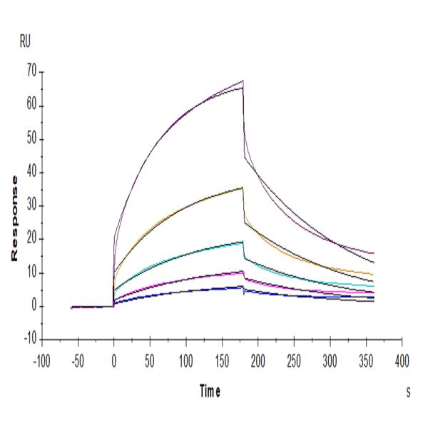 Mouse M-CSF R/CSF1R/CD115 Protein (CSF-MM11R) Mouse M-CSF R/CSF1R/CD115 Protein (CSF-MM11R)