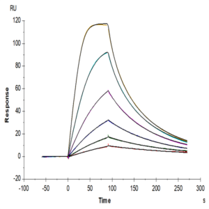 Mouse GM-CSF R alpha Protein (CSF-MM12R)