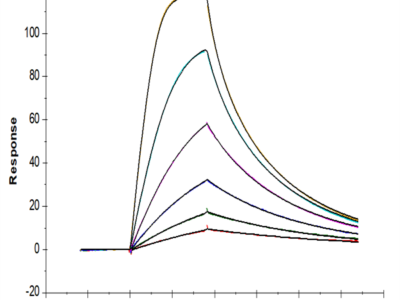 Mouse GM-CSF R alpha Protein (CSF-MM12R)