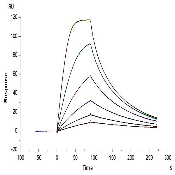 Mouse GM-CSF R alpha Protein (CSF-MM12R) Mouse GM-CSF R alpha Protein (CSF-MM12R)