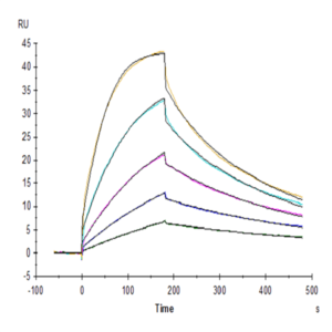 Cynomolgus CTLA-4/CD152 Protein (CTL-CM141)