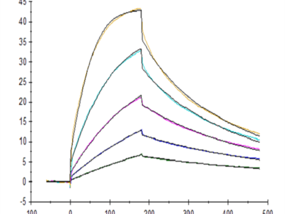 Cynomolgus CTLA-4/CD152 Protein (CTL-CM141)