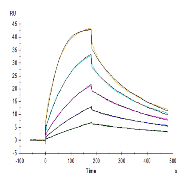 Cynomolgus CTLA-4/CD152 Protein (CTL-CM141) Cynomolgus CTLA-4/CD152 Protein (CTL-CM141)