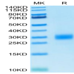 Human CTLA-4/CD152 Protein (CTL-HM141)