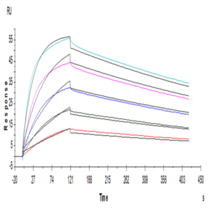 Human CTLA-4/CD152 Protein (CTL-HM241)