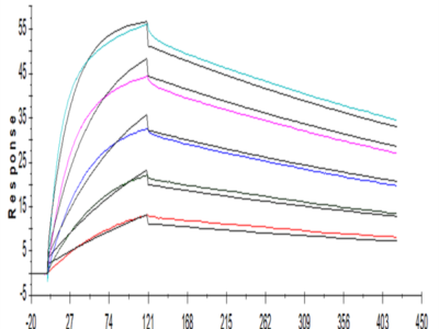 Human CTLA-4/CD152 Protein (CTL-HM241)