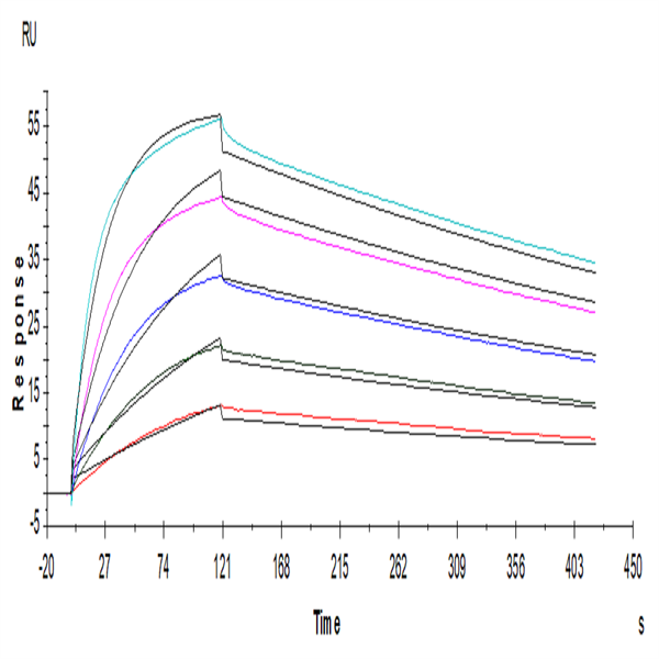 Human CTLA-4/CD152 Protein (CTL-HM241) Human CTLA-4/CD152 Protein (CTL-HM241)