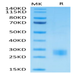 Biotinylated Human CTLA-4/CD152 Protein (CTL-HM401B)