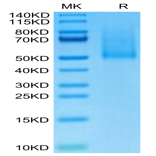 CX3-CM101 Cynomolgus CX3CL1/Fractalkine Protein (CX3-CM101)