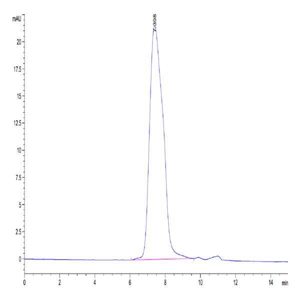 Human CX3CL1/Fractalkine Protein (CX3-HM101) Human CX3CL1/Fractalkine Protein (CX3-HM101)
