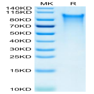 Human CX3CL1/Fractalkine Protein (CX3-HM101)