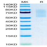 Mouse CX3CL1/Fractalkine Protein (CX3-MM101)