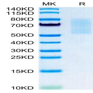 Mouse CX3CL1/Fractalkine Protein (CX3-MM101)