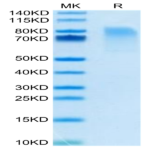 Biotinylated Mouse CX3CL1/Fractalkine Protein (CX3-MM401B)