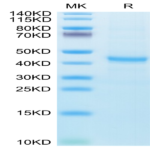 Human CXCL13/BCA-1 Protein (CXC-HM213)