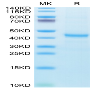 Human CXCL13/BCA-1 Protein (CXC-HM213)