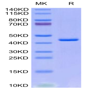 Human CXCL4L1 Protein (CXC-HM2L1)