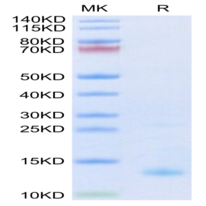 Biotinylated Human CXCL4 Protein (CXC-HM4L4B)
