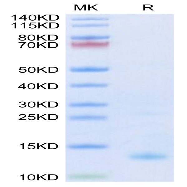 Biotinylated Human CXCL4 Protein (CXC-HM4L4B)