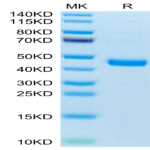 Mouse CXCL13/BCA-1 Protein (CXC-MM213)