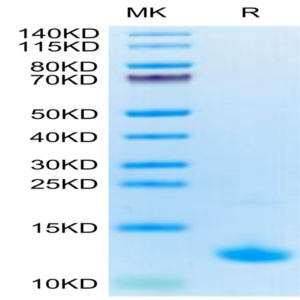 Cynomolgus CXCL10 Protein (CXL-CE110)