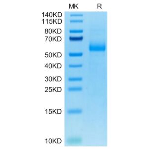 Cynomolgus AGER Protein, AER-CM101 Ushelf