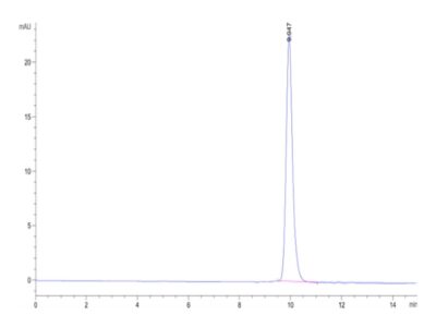 Cynomolgus ALK-1/ACVRL1 Protein , ALK-CM101 Ushelf