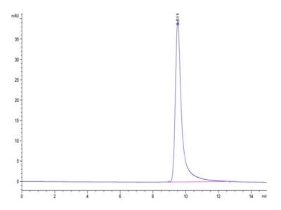 Cynomolgus ANGPTL4/Angiopoietin-like 4 Protein , ANG-CM1L4 Ushelf