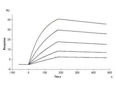 Cynomolgus AXL Protein , AXL-CM102 Ushelf