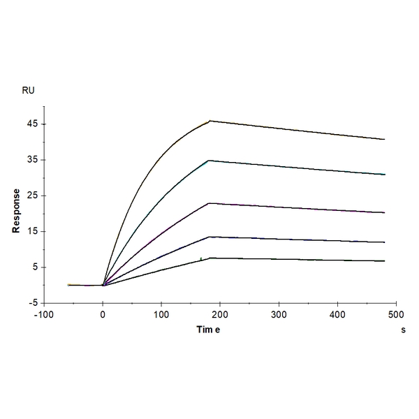 Cynomolgus AXL Protein , AXL-CM102 Cynomolgus AXL Protein , AXL-CM102 Ushelf
