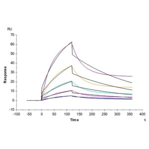 Cynomolgus Alkaline Phosphatase (Placental type) /ALPP Protein , APE-CM102 Ushelf