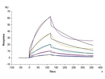Cynomolgus Alkaline Phosphatase (Placental type) /ALPP Protein , APE-CM102 Ushelf