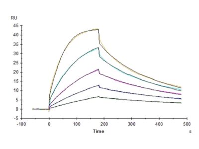 Cynomolgus B7-1/CD80 Protein , B71-CM180 Ushelf