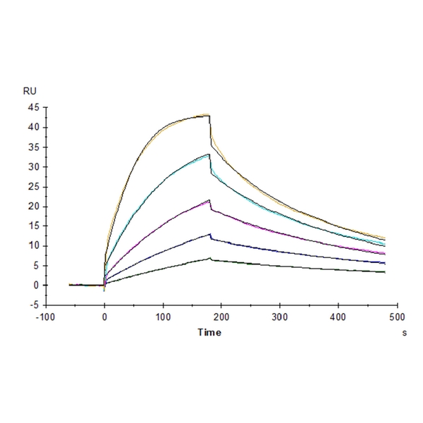 Cynomolgus B7-1/CD80 Protein , B71-CM180 Ushelf
