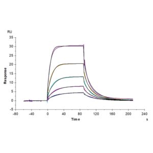 Cynomolgus B7-2/CD86 Protein , B72-CM186 Ushelf