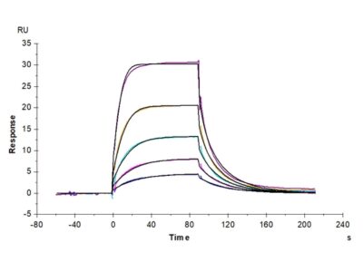 Cynomolgus B7-2/CD86 Protein , B72-CM186 Ushelf