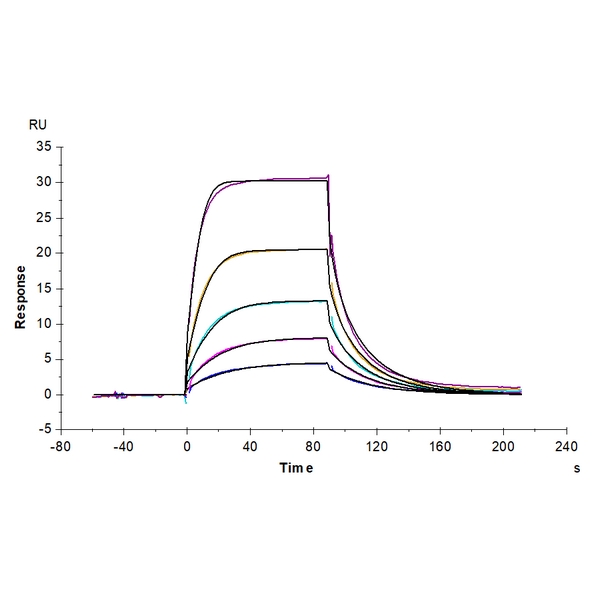 Cynomolgus B7-2/CD86 Protein , B72-CM186 Ushelf