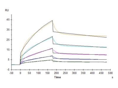 Cynomolgus B7-H2/ICOSLG Protein , BH7-CM172 Ushelf