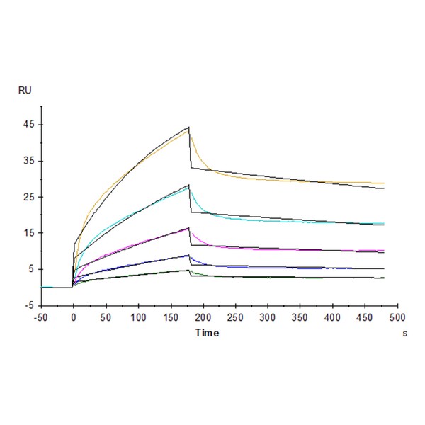 Cynomolgus B7-H2ICOSLG Protein , BH7-CM172 Cynomolgus B7-H2/ICOSLG Protein , BH7-CM172 Ushelf